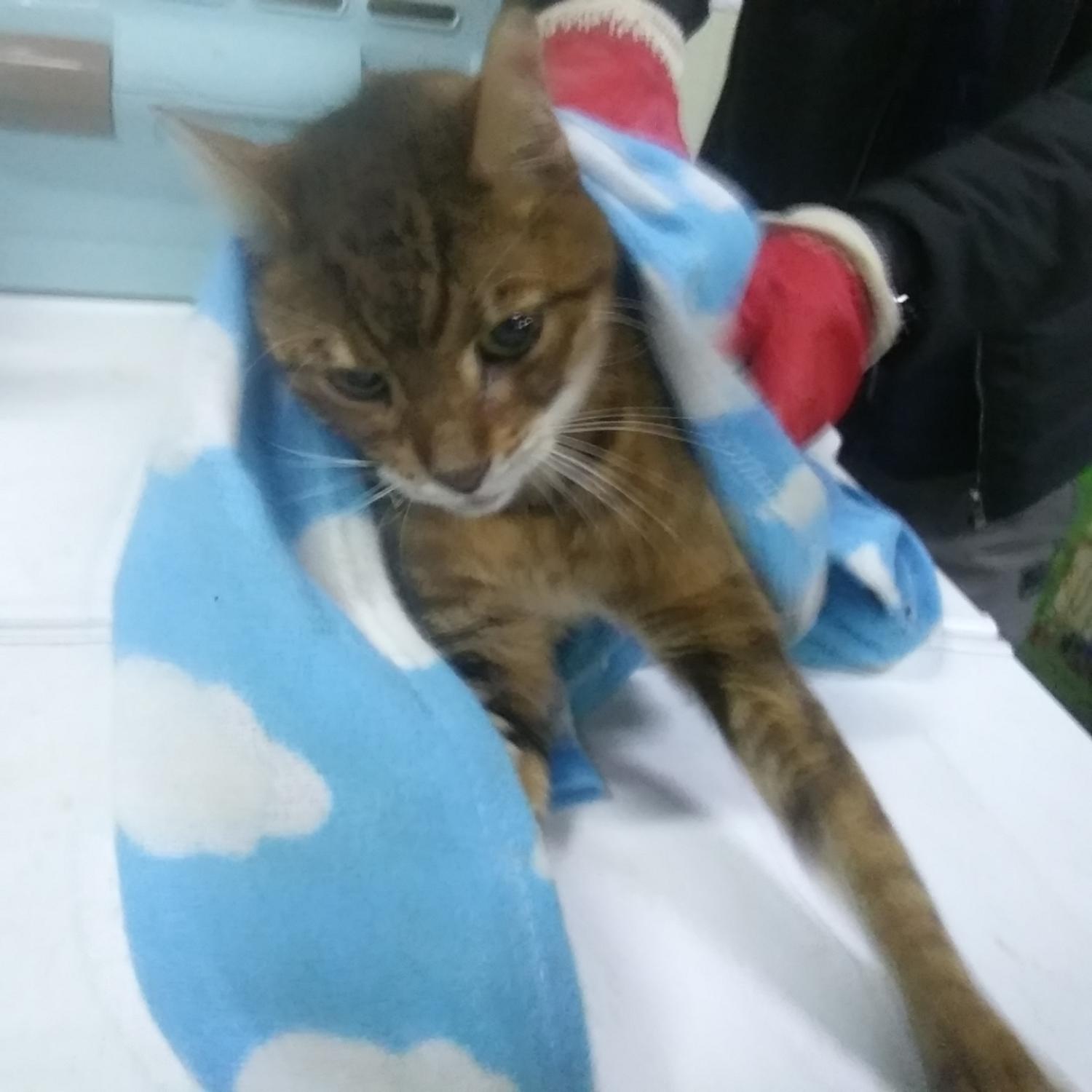 종료(자연사) 한국…